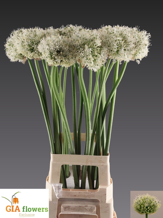 <h4>ALLIUM MOUNT EVEREST</h4>