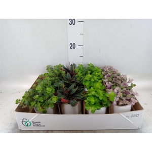 Arr. Kamerplant Groen L%