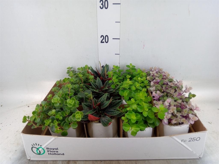 <h4>Arr. Kamerplant Groen L%</h4>