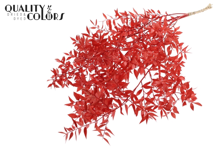 <h4>Ruscus 70cm 5 pc/bunch Red (2x5 bunch/poly)</h4>