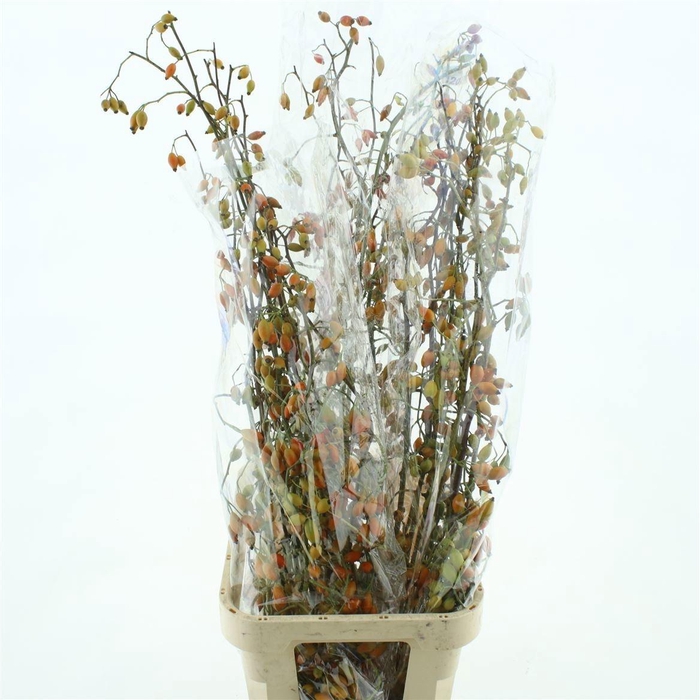 <h4>ROSA ZAFFIRO</h4>