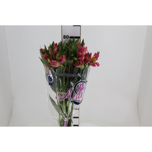 ALSTROEMERIA CHANEL 080 CM