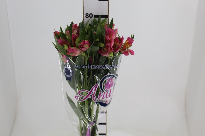 <h4>ALSTROEMERIA CHANEL 080 CM</h4>
