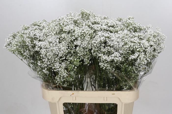 <h4>Gyps Million Stars</h4>