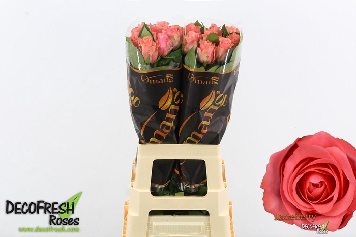 <h4>R Gr Jazzeberry</h4>