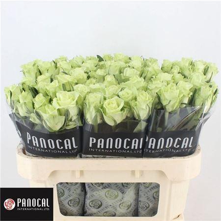 <h4>R Gr Noelle!</h4>