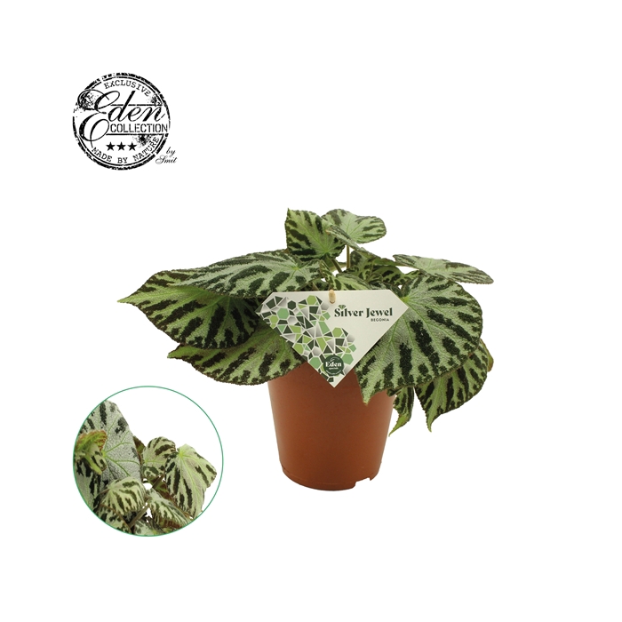 <h4>Begonia Silver Jewell 15cm</h4>