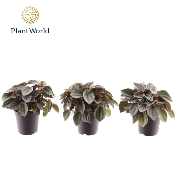 <h4>Peperomia Napoli Nights 7 cm</h4>