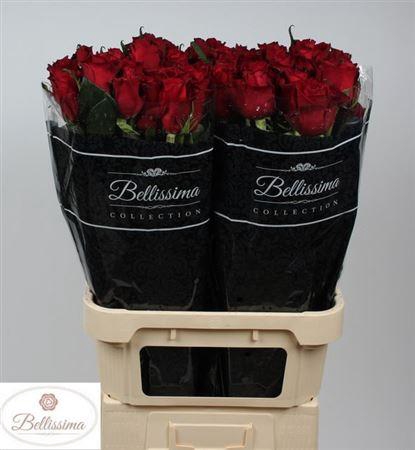 <h4>R Gr Ever Red</h4>