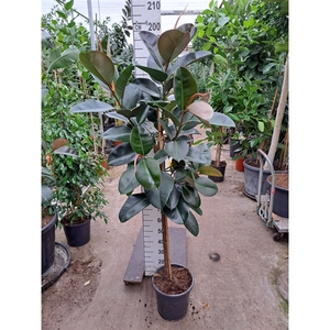 Ficus Elastica Robusta op stam 200