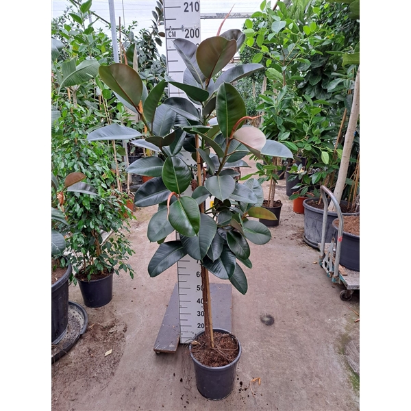 <h4>Ficus Elastica Robusta op stam 200</h4>