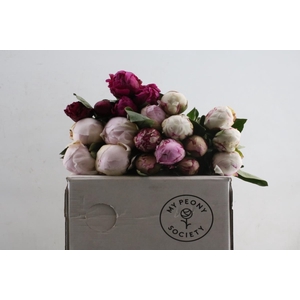 Paeonia Mix in Box