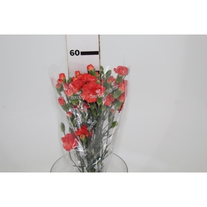 CRAVO SPRAY KUMQUAT 060 CM
