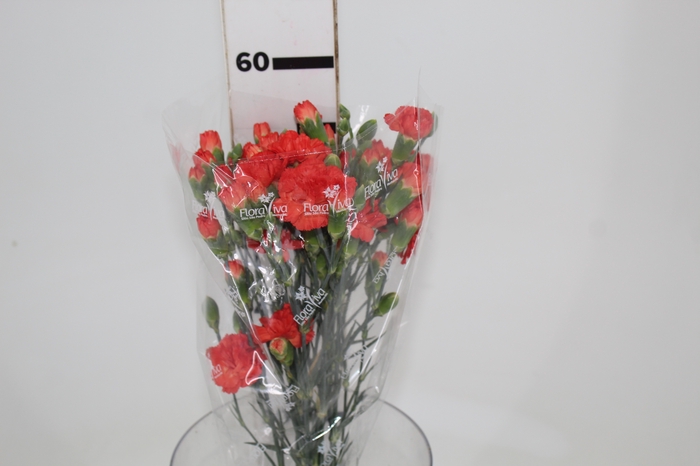 <h4>CRAVO SPRAY KUMQUAT 060 CM</h4>
