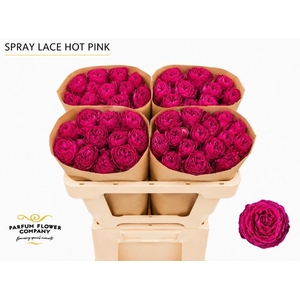 Rosa TR 'Hot Pink Lace'