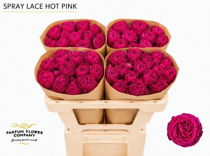 <h4>Rosa TR 'Hot Pink Lace'</h4>