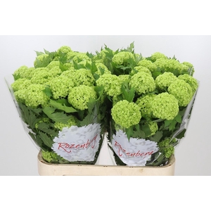 Viburnum Roseum