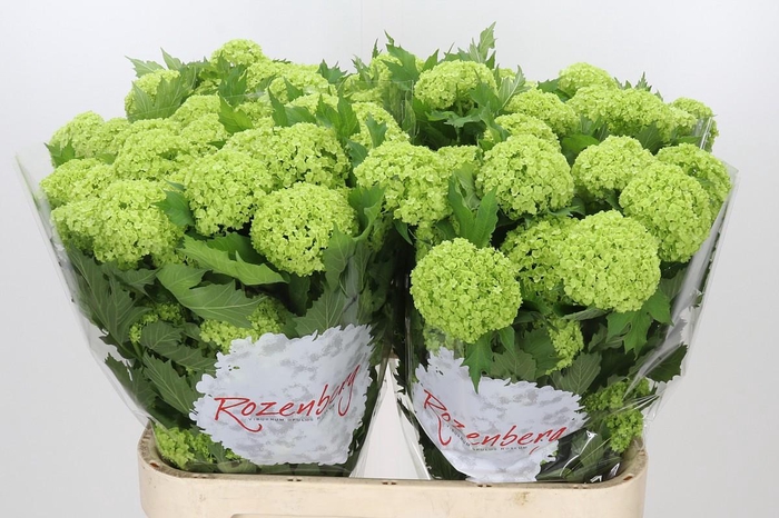 <h4>Viburnum Roseum</h4>