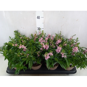 Angelonia  'Serena Lavender'