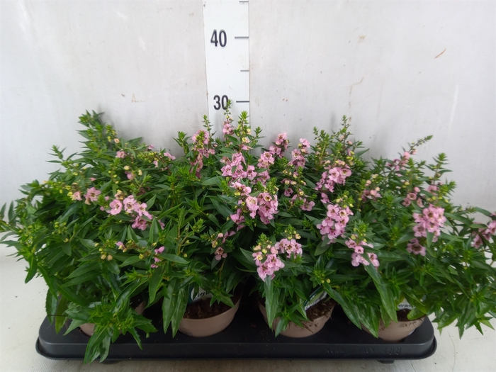 <h4>Angelonia  'Serena Lavender'</h4>