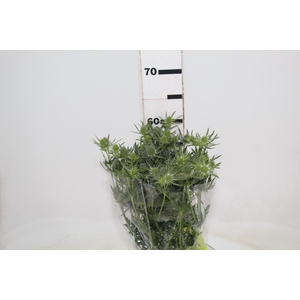ERYNGIUM 060 CM
