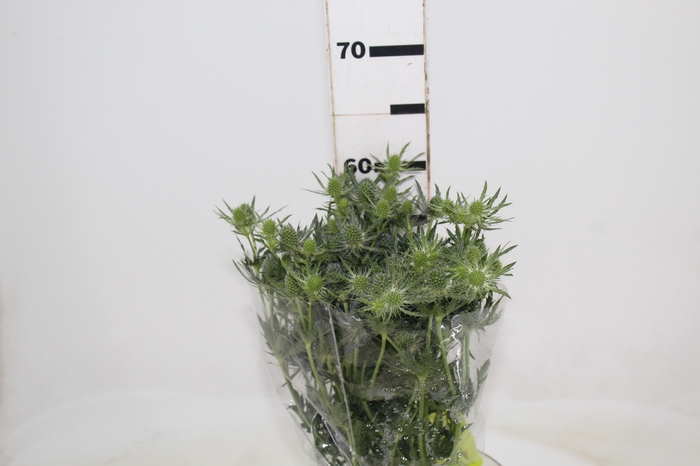 <h4>ERYNGIUM 060 CM</h4>