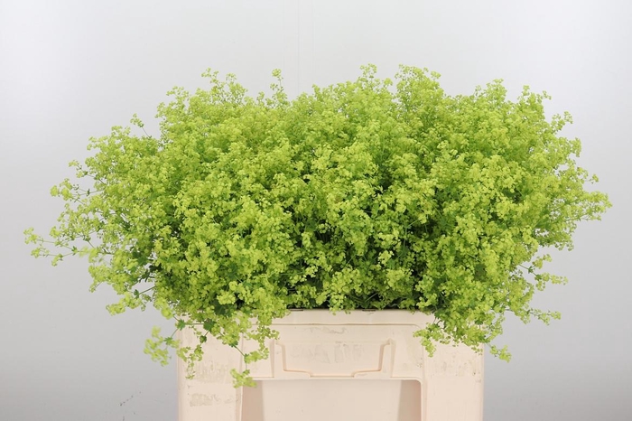 <h4>Alchimella Robusta</h4>