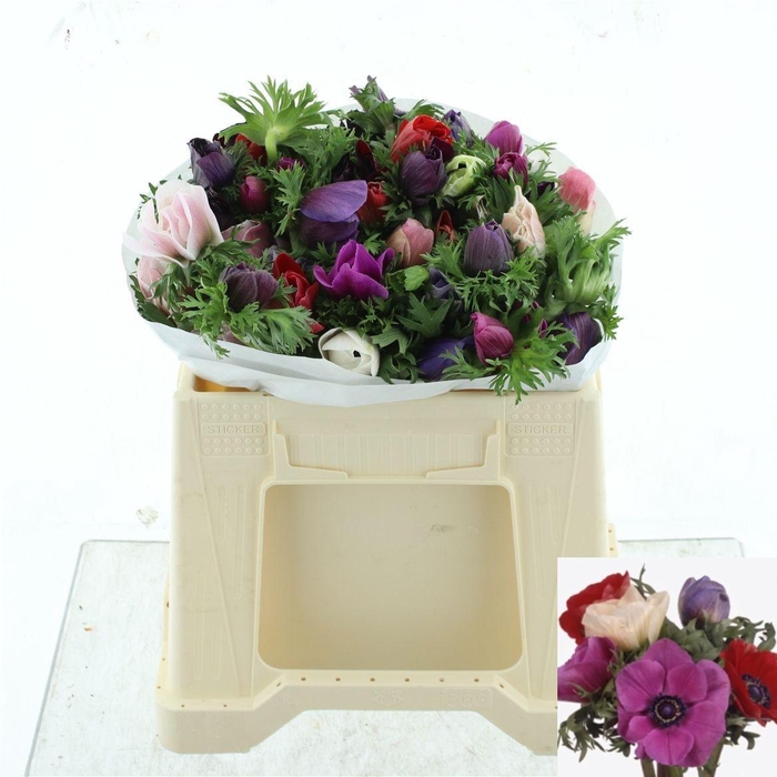 <h4>ANEM GEM BS</h4>