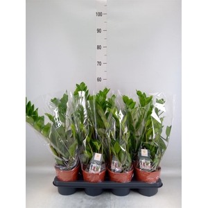 Zamioculcas zamiifolia