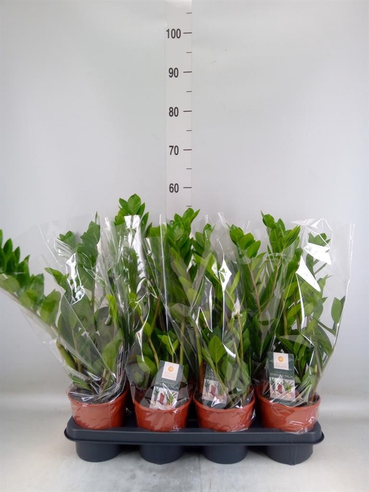 <h4>Zamioculcas zamiifolia</h4>