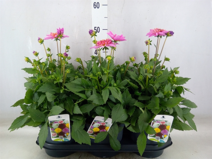 <h4>Dahlia  'Dalina Maxi Salinas'</h4>
