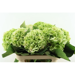 Hydr M. Cl. Verena Green 80-22