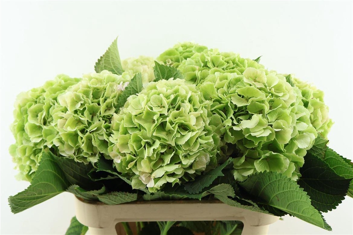 <h4>Hydr M. Cl. Verena Green 80-22</h4>