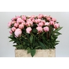 Paeonia Sarah Bernhardt