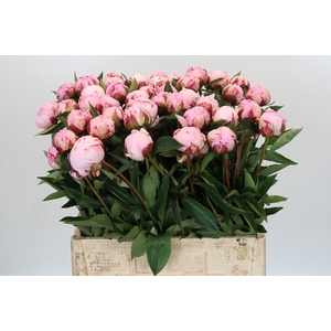 Paeonia Sarah Bernhardt
