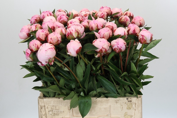 <h4>Paeonia Sarah Bernhardt</h4>