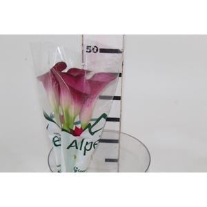 CALLA PROMISE 050 CM
