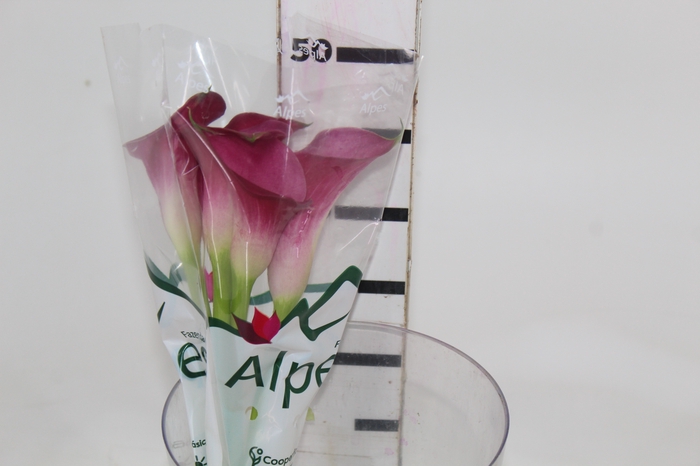 <h4>CALLA PROMISE 050 CM</h4>