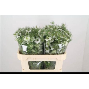 Nigella Damascena Wit