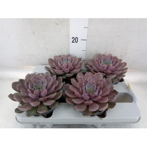 Echeveria   ...