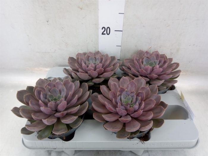 <h4>Echeveria   ...</h4>