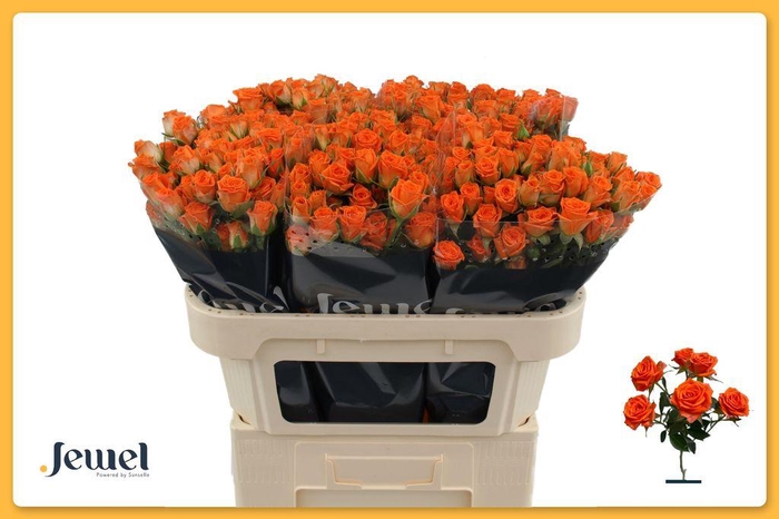 <h4>Rosa spray picanto</h4>