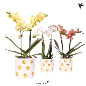 Kolibri Orchids Phalaenopsis mix 2 spike in Smiley pot
