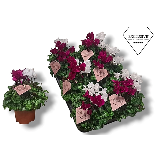 <h4>Cyclamen Exclusive® Duo Paars/Wit</h4>