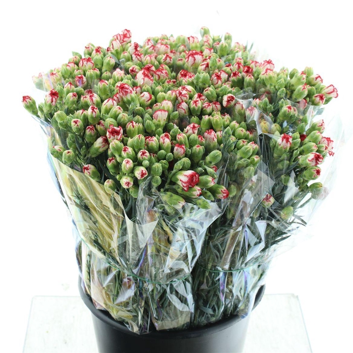 Di Tr Minueto Red White Super X 150