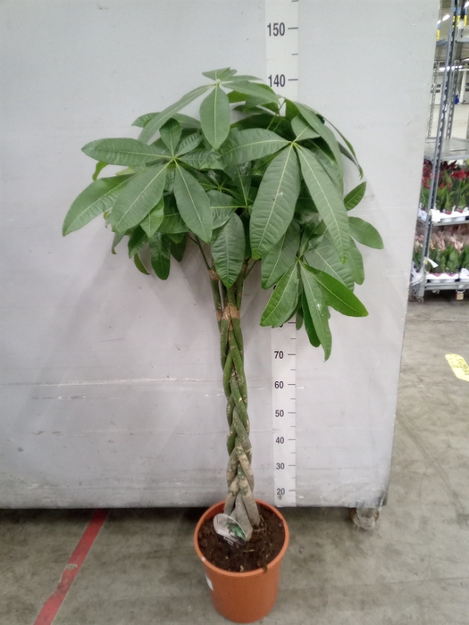 <h4>Pachira aquatica</h4>