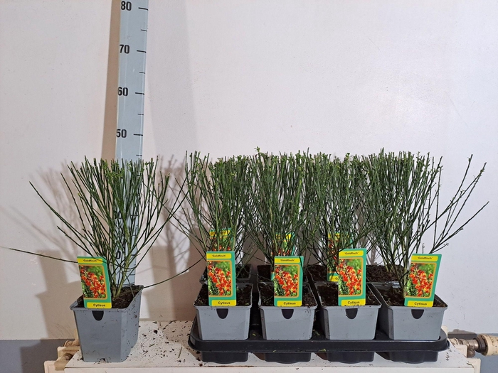 <h4>Cytisus Gold Finch</h4>