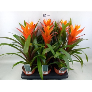 Guzmania  'Variada'