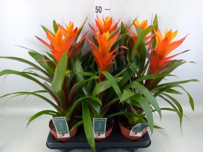 <h4>Guzmania 'Variada'</h4>