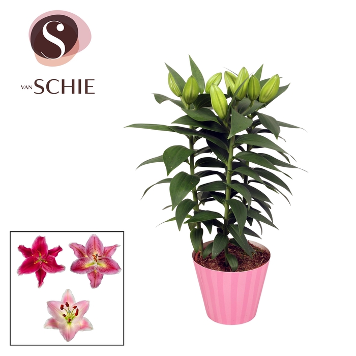 <h4>Oriental 13cm Pink potcover STRIPES</h4>